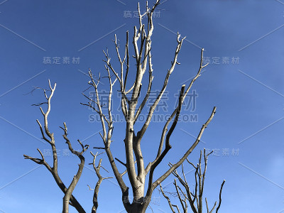 树枝