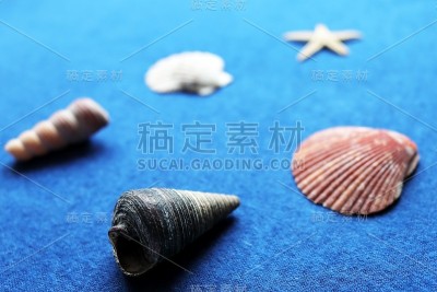 贝壳