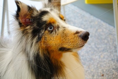 设得兰牧羊犬的特写