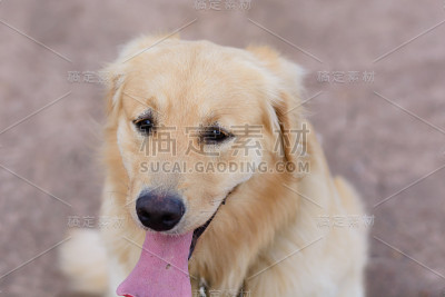 金毛猎犬的肖像