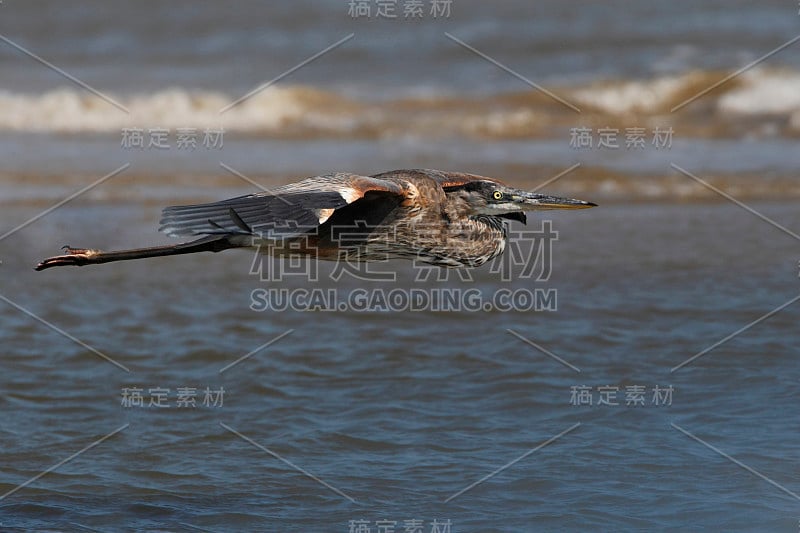 大蓝鹭(Ardea herodias)飞行，玻利瓦尔半岛，美国德克萨斯州