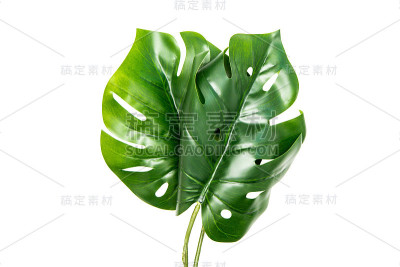 大的绿色植物叶子孤立在白色的背景上
