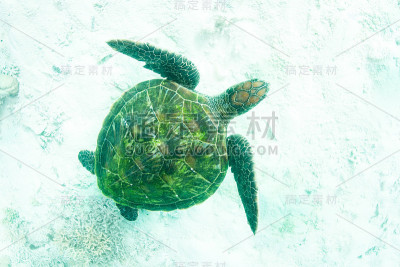 绿海龟游泳