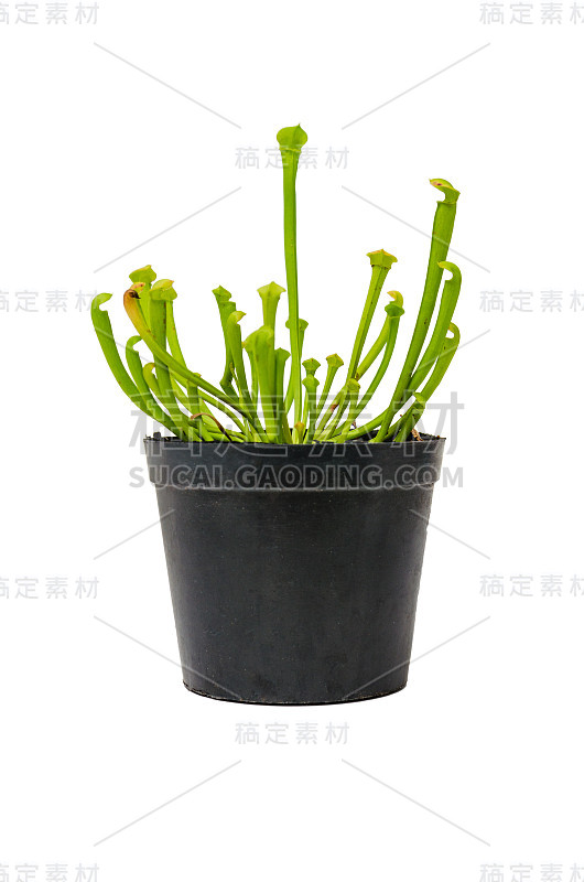 Sarracenia在一个黑色的锅