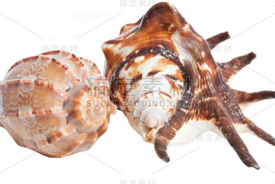 两个热带海贝