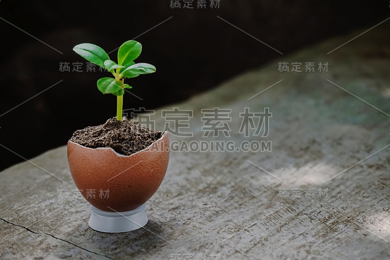 植物生长在鸡蛋壳里