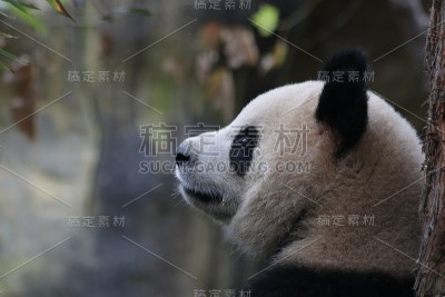 中国有趣的大熊猫