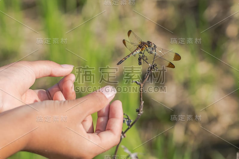 清晨的女孩手和蜻蜓