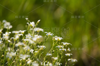 一个美丽的特写，小，白色的花在草