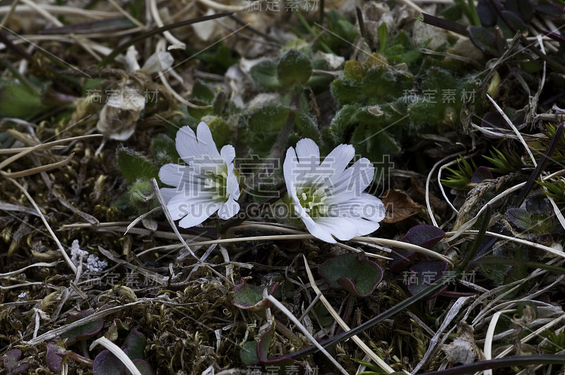 北极鼠耳毛菊，北极角羚，斯匹次卑尔根岛，斯瓦尔巴特群岛，挪威，北极圈上方