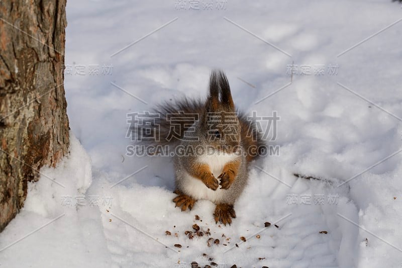 雪地上的松鼠