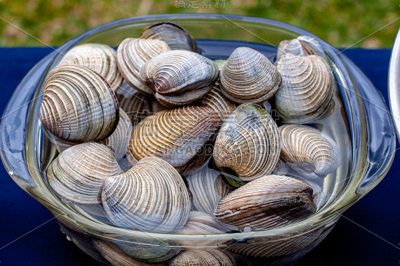 准备烹煮的海贝壳