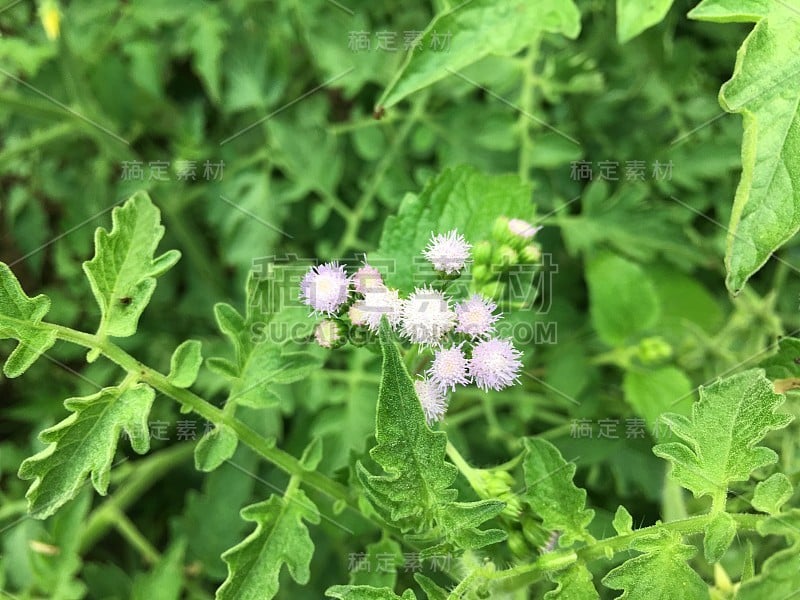 花园里有紫色的花