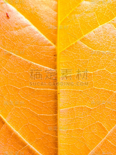 黄色的叶子背景
