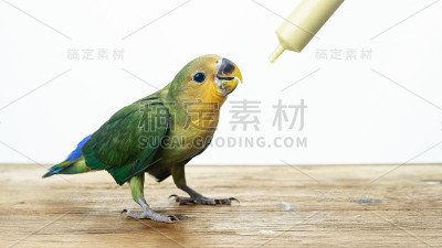 用手喂食一只小鸟