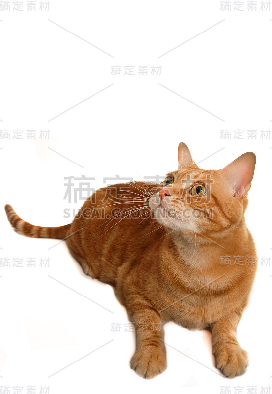 好奇的猫向上看