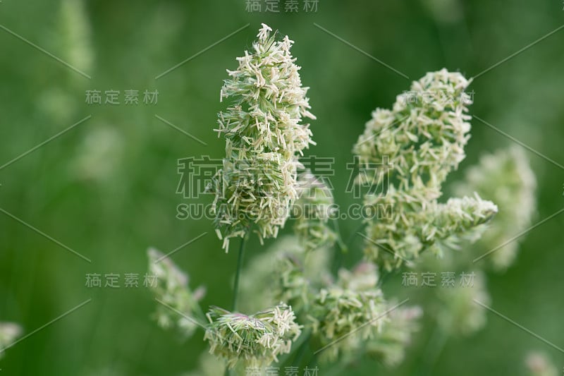 锦鸡儿、雄鸡足、果园草花特写选择焦点