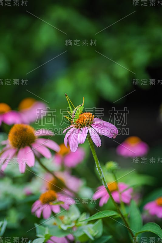 紫色的松果花是春天的野花