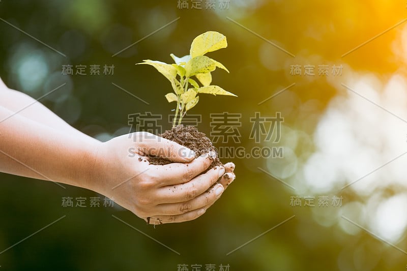 女人手捧幼树，为准备成土作为拯救世界的理念