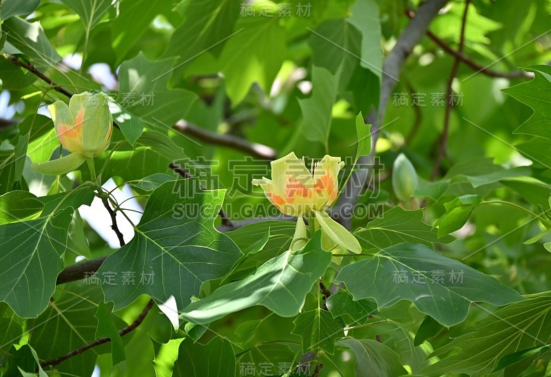 郁金香树的花