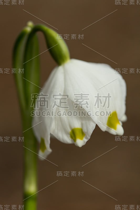 春季雪花，石蒜科多年生球茎开花植物，单朵白色花，花被片顶端有黄色或绿色标记。天门冬、石蒜科、石蒜科