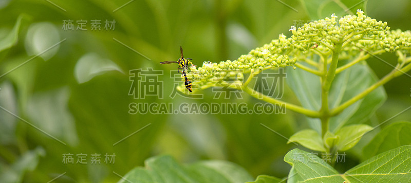 波特黄蜂