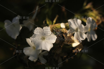 白夹竹桃。种植花。