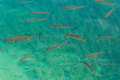 鱼群，克罗地亚
