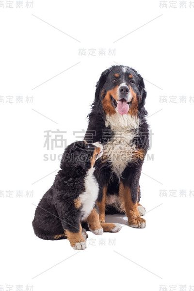 与小狗狗