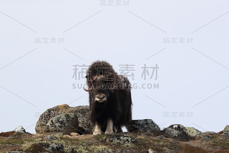 莫舒索赫森·多夫雷费尔国家公园诺威根