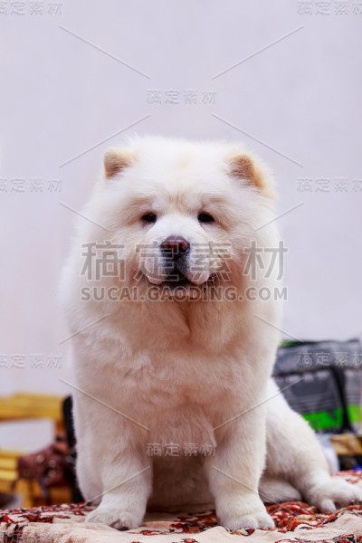 犬种房间的布置