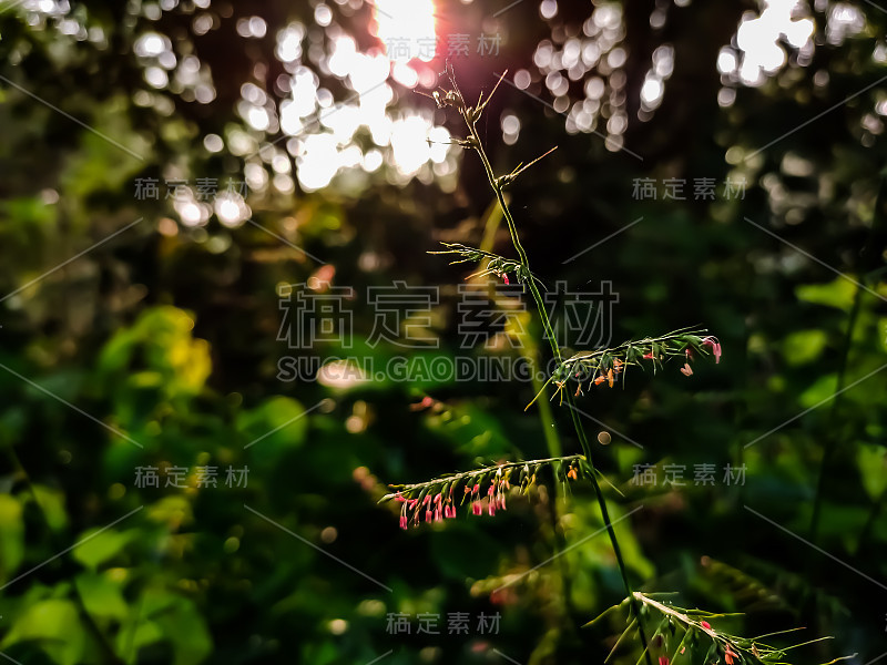 海葵是一种禾本科多年生开花植物，除南极洲外，在世界各地均有分布。