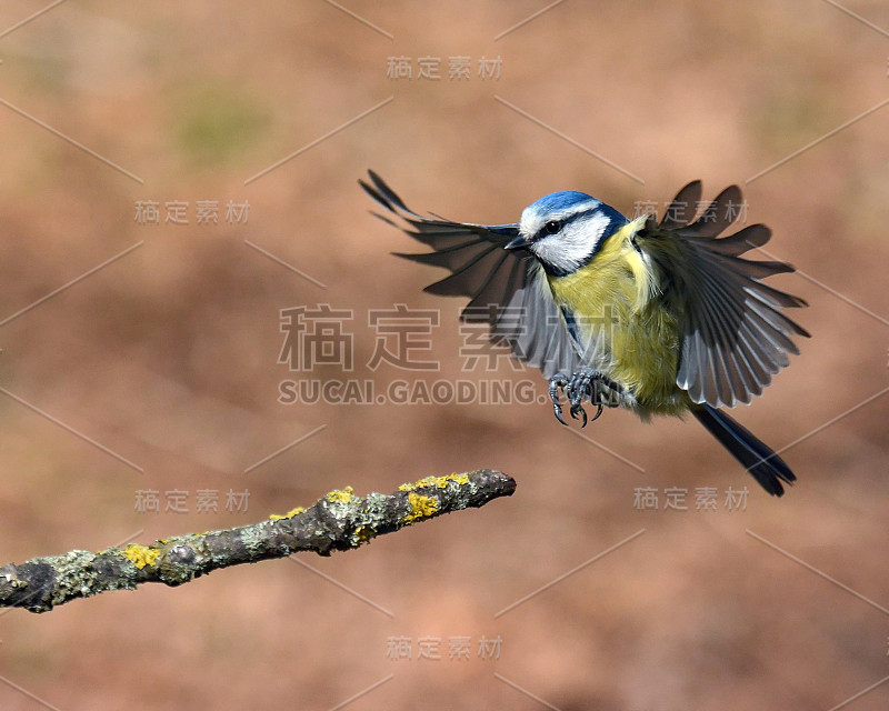 蓝冠山雀