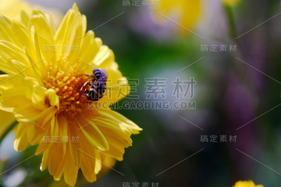 黄花与蜜蜂