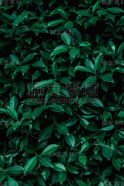 绿叶背景的特写自然视图