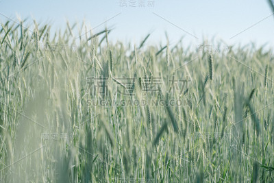 耳朵的小麦