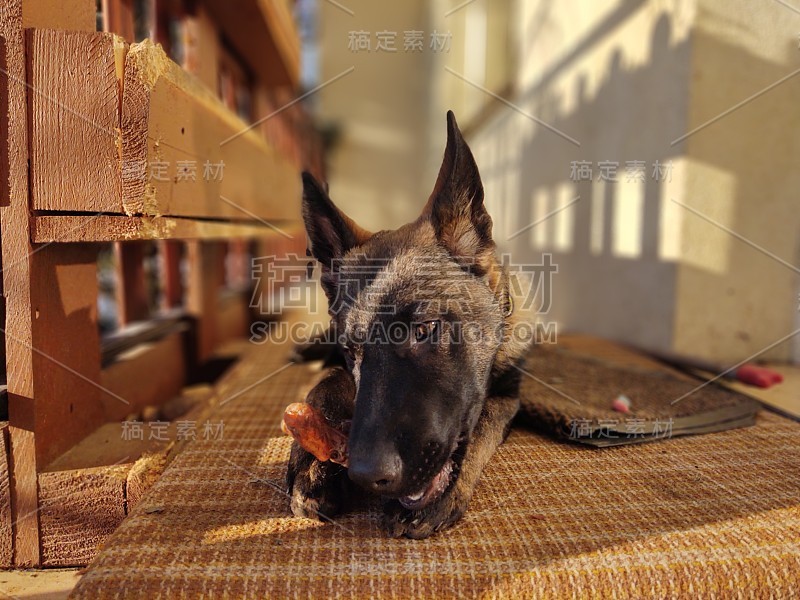 德国牧羊犬幼小的幼犬吃骨头、肉或颗粒。