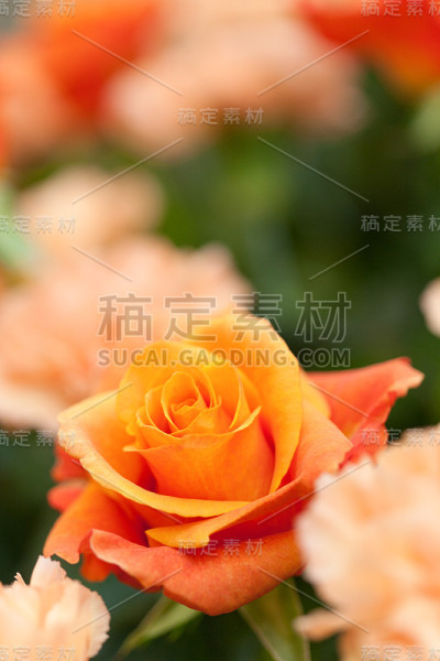 玫瑰的橙