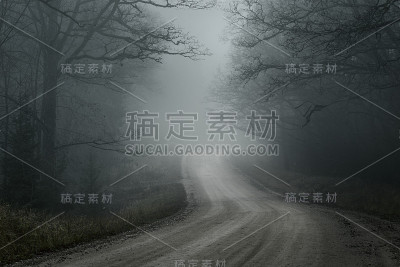 在晨雾中，一条穿过老树的空土路。背景是森林。国家风景。拉脱维亚