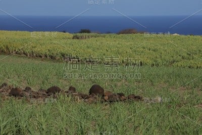 甘蔗种植园，毛里求斯，印度洋，非洲