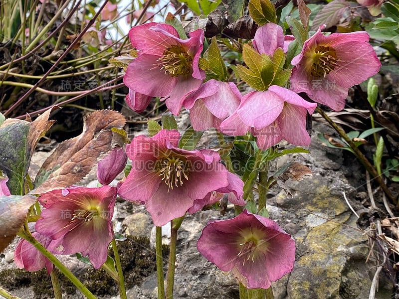 紫色嚏根草(Helleborus purpurascens)，圣诞节玫瑰，紫色花圣诞玫瑰，四旬斋玫瑰