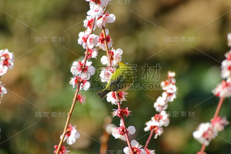 梅花白眼。日本春天的景象