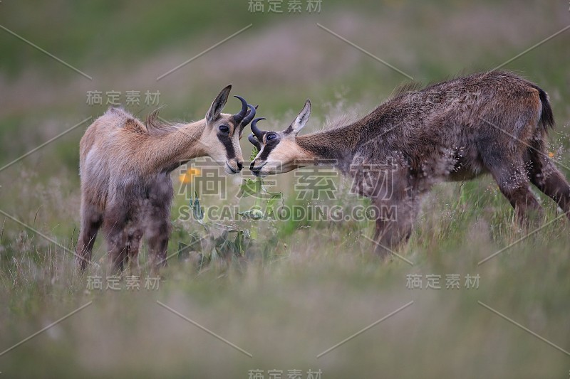 查莫瓦（鲁皮卡普拉鲁皮卡普拉）沃斯盖斯山，法国格姆森沃格森