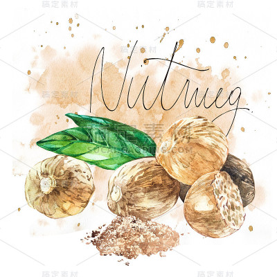 Nutmeeg。水彩手绘插图。现实的例子