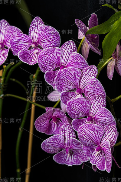 兰花飞蛾