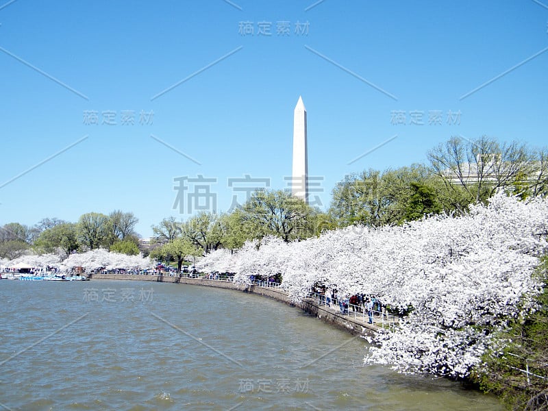 华盛顿樱花在潮汐盆地的海岸2010年