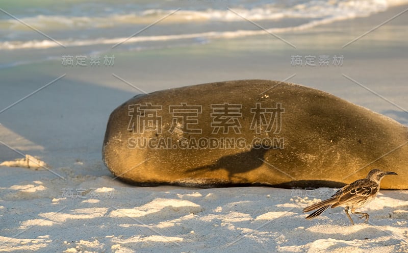 厄瓜多尔加拉帕戈斯群岛，埃斯帕诺拉岛的海滩上，一只嘲鸫接近一只海狮