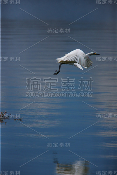 鹳