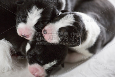 边境牧羊犬的小狗