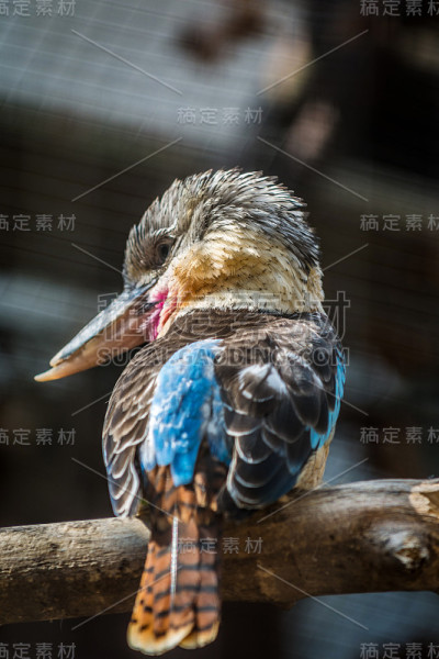 blue-winged笑翠鸟